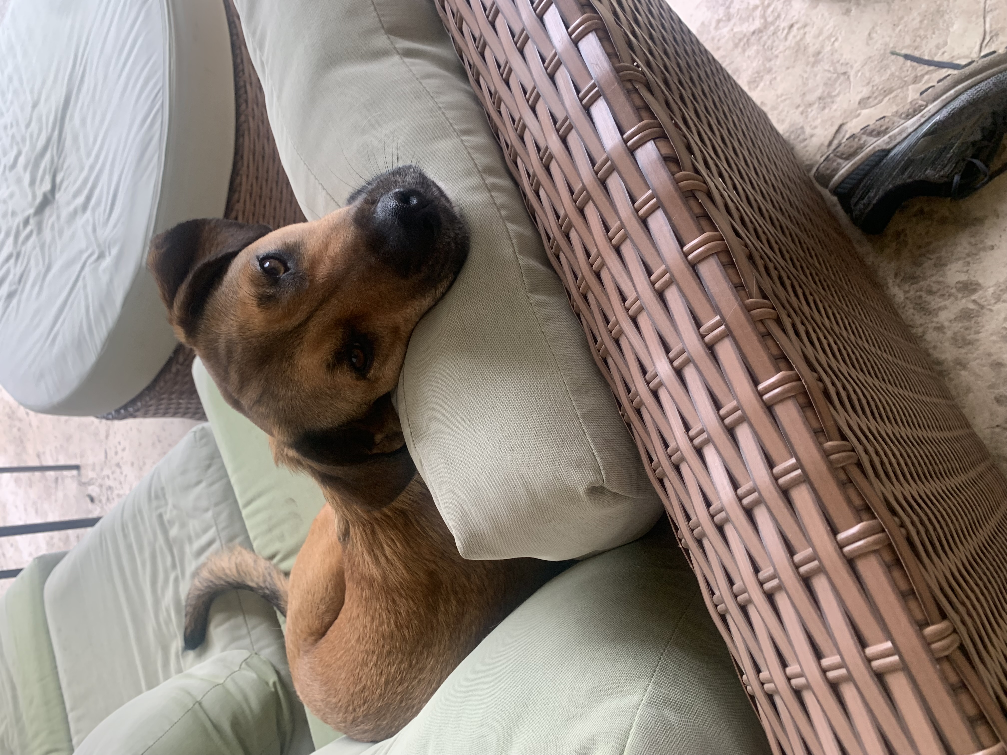 Pupster